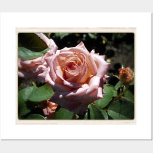 Pale Pink Rose Garden Posters and Art